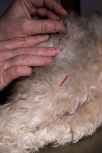 Akupunktur beim Hund setzen