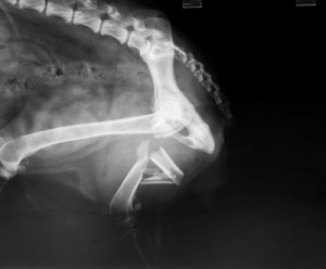 Röntgenbild-Trümmerfraktur