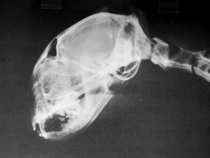 Röntgenbild-Katzenkopf